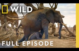 Chasing the African Rains (Full Episode) | Incredible Animal Journeys | Nat Geo Animals