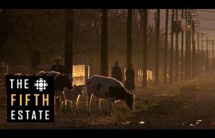 The Mennonite Mob (1992) – the fifth estate