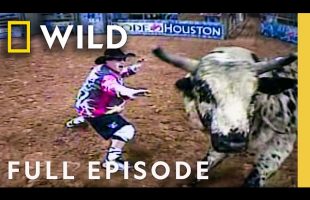 Rodeo Bull Rampage (Full Episode) | Animal Fugitives | Nat Geo Animals