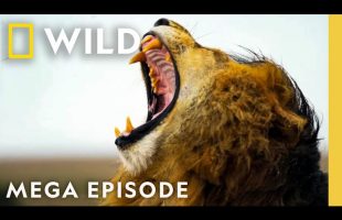 Fangs, Jaws, & Fury: Ultimate Predator Showdown | World’s Deadliest MEGA EPISODE | Nat Geo Animals