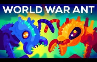 The World War of the Ants – The Army Ant