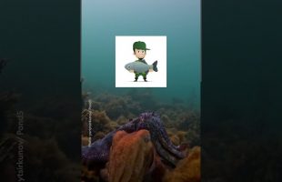 What is Cuttlefest? Travel journalist Stephanie Vermillion has your answers. 🐟 #Travel