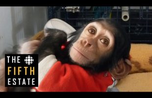 Saving Manno the chimp – the fifth estate