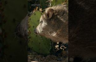 These baby javelinas have the world at their hooves 🥹 #AmericasNationalParks