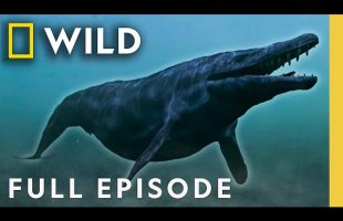 Secrets of the Terror Whale (Full Episode) | Lost Beasts Unearthed | Nat Geo Animals