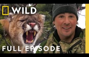 Stalking the Mountain Lion (Full Episode) | America the Wild | Nat Geo Animals
