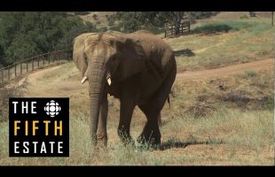 Sanctuary for the Toronto Zoo elephants – the fifth estate
