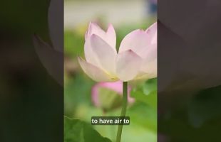 Death Drives Life