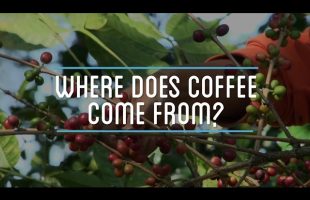 Where Does Coffee Come From?