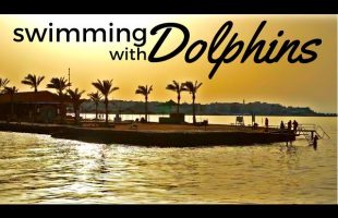 I FOUND DOLPHINS IN THE RED SEA, EGYPT مصر