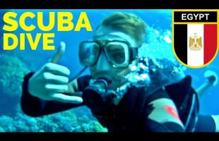 SCUBA DIVING the RED SEA // Egypt Travel مصر