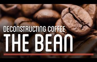 The Bean – Deconstructing Coffee  | How To Make Everything: Coffee
