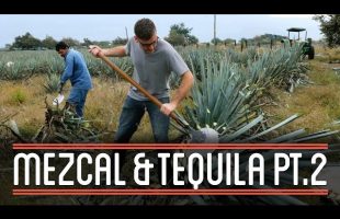 Harvesting Agave (2/3) | How to Brew Mezcal and Tequila