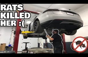 Rats Killed My Tesla