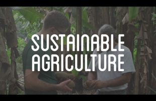 Sustainable Agriculture in Tapachula, Mexico
