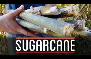 Sugarcane | How to Make Everything: Chocolate Bar