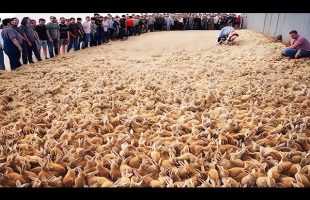Incredible Moments Caught on Camera