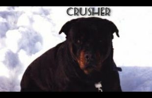 Crusher – Cooper Hill (In Memory Of Bill Cooper)