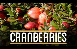 Cranberries | How to Make Everything: Thanksgiving Dinner (3/5)