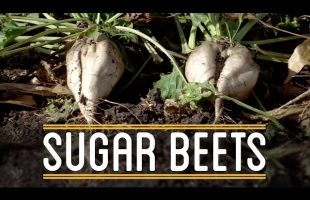 Sugar Beets | How to Make Everything: Thanksgiving Dinner (2/5)