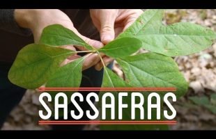 Sassafras | How to Make Everything: Root Beer Float (5/7)