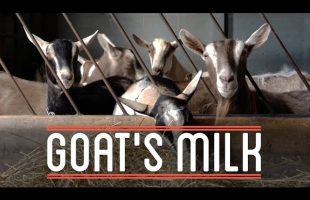 Goat’s Milk | How to Make Everything: Root Beer Float (4/7)