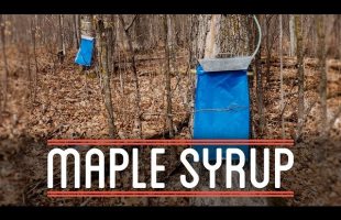 Making Maple Syrup | How to Make Everything: Root Beer Float (3/7)