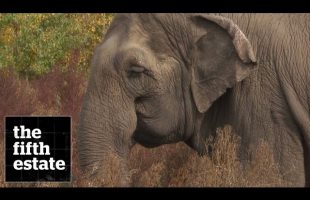 Zoo Elephants : The Elephant in the Room – the fifth estate