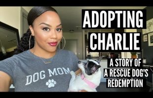 CHARLIE’S ADOPTION STORY | ABUSED AND NEGLECTED RESCUE DOG | WHAT YOU SHOULD KNOW BEFORE ADOPTING
