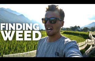 🍁HOW TO FIND WEED IN VIETNAM🍁 Travel