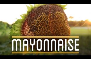 Mayonnaise | How to Make a Everything: Sandwich (9/12)