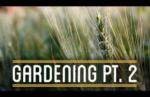 Gardening Pt. 2 | How to Make Everything: Sandwich (4/12)
