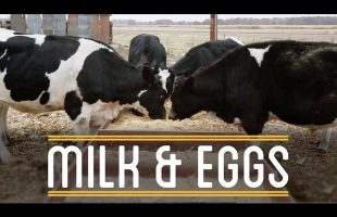 Milk & Eggs | How to Make Everything: Sandwich (6/12)