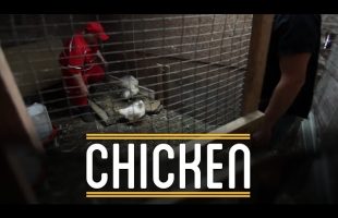 Chicken | How to Make Everything: Sandwich (7/12)