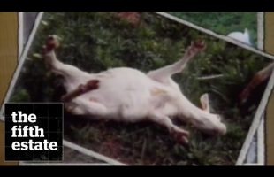 Fainting Goats (1991) – the fifth estate