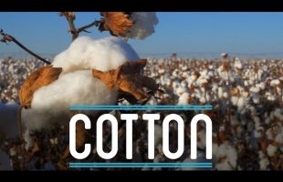 Cotton | How To Make Everything: Suit (2/10)