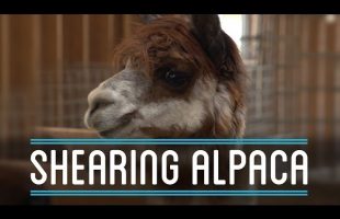 Shearing Alpaca | How To Make Everything: Suit (7/10)