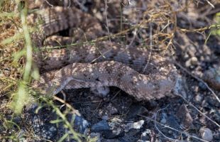 Rattlesnake In The Nevada Wild