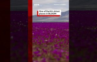 Chile’s Atacama desert is in bloom. #Chile #Atacama #Desert #BBCNews