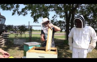 About Gloveless Beekeeping