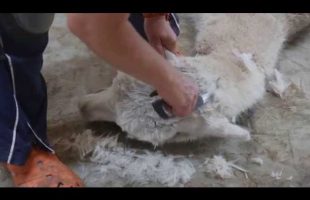 What Does an Alpaca Sound Like When it Gets a Haircut?