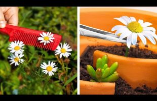 Invisible Gardening Hacks: Secret Problem Solvers