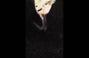 Removing buckets of water from Flooded Tesla Model S