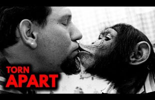 Top 3 Most TERRIFYING Animal Horror Stories *MATURE AUDIENCES ONLY*