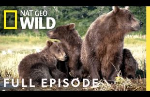 Grizzly Bears, Buanacos, Beetles (Full Episode) | Animal Fight Night
