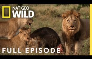 Mother of Lions (Full Episode) | Savage Kingdom