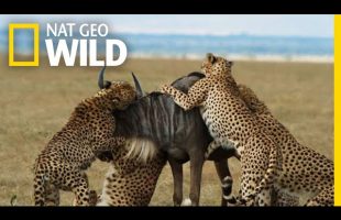 Cheetahs Takedown a Wildebeest | The Way of the Cheetah