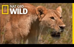 How Savannah Lions Hunt | War of the Lions