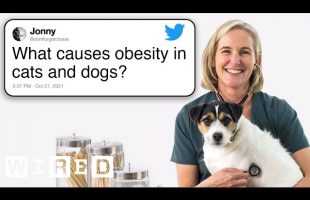 Veterinarian Answers Pet Questions From Twitter | Tech Support | WIRED