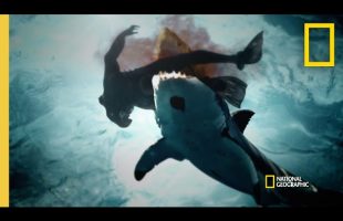 A String of Shark Attacks in San Diego | When Sharks Attack